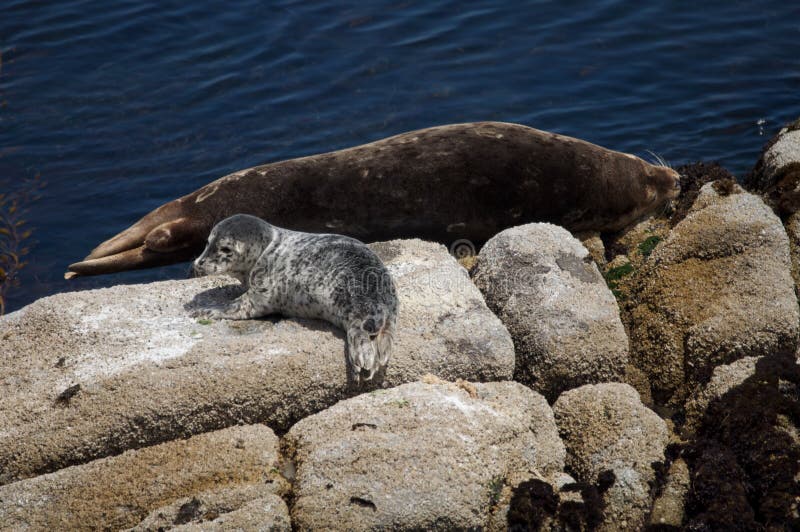 Baby Seal and mother