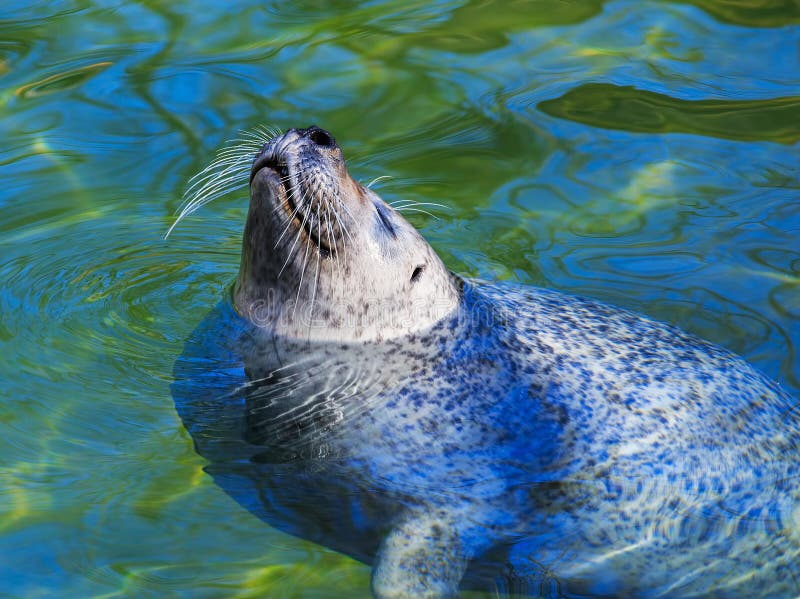 Baby seal swimming stock image. Image of selective, mammal 92632565