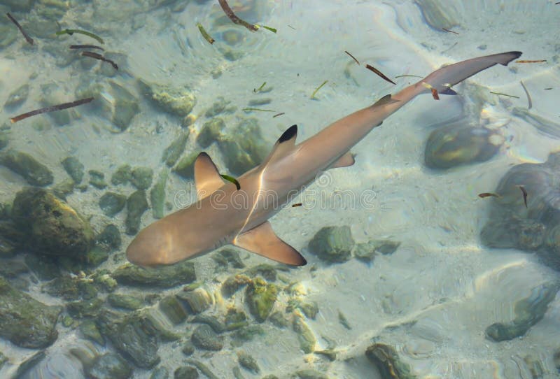 Baby shark stock image. Image of group, shark, feeding - 12642529
