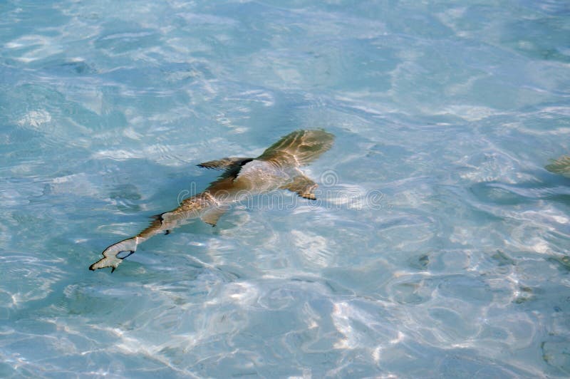 Download Baby shark pup in sea stock image. Image of water ...