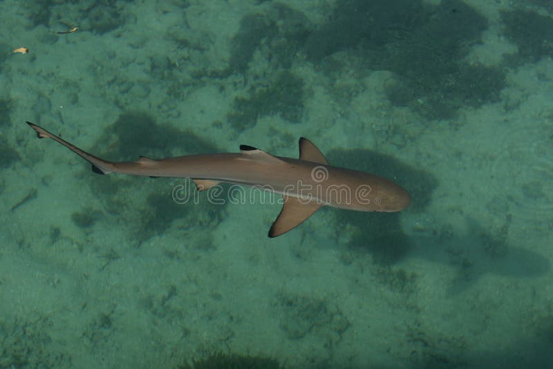 774 Baby Shark Photos Free Royalty Free Stock Photos From Dreamstime