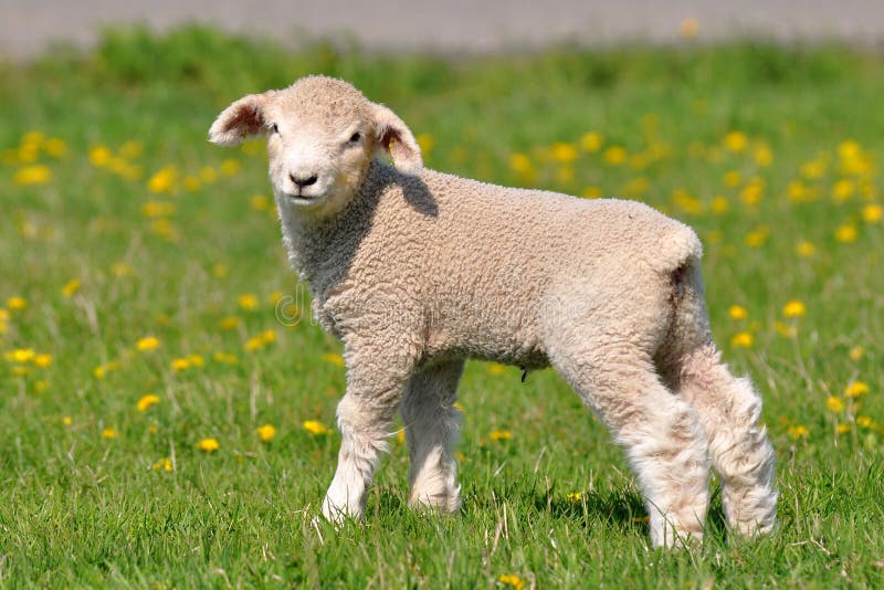 Baby sheeep