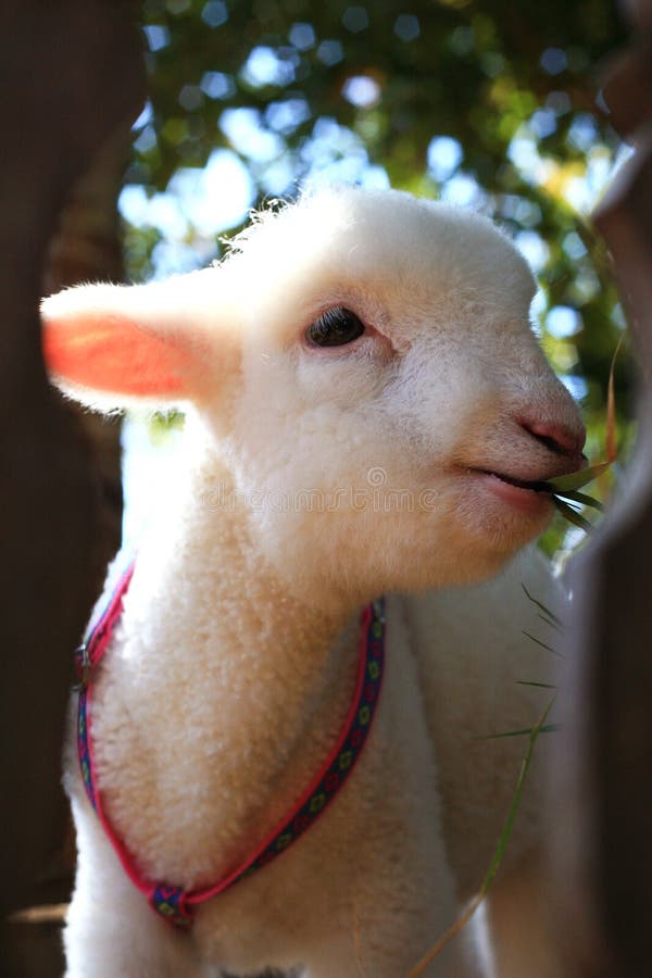 Baby Sheep