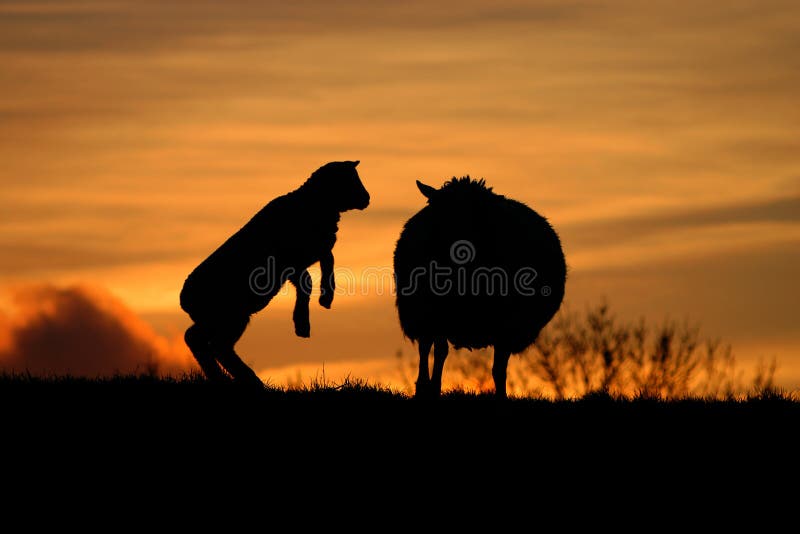 Baby sheep with its mother in the evening sun