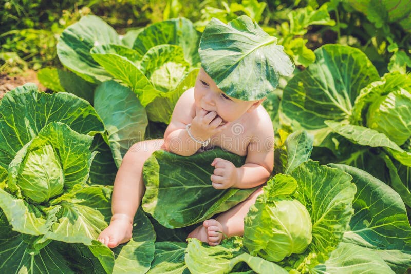 A Baby Sitting Among The Cabbage. Children Are Found In Cabbage Stock