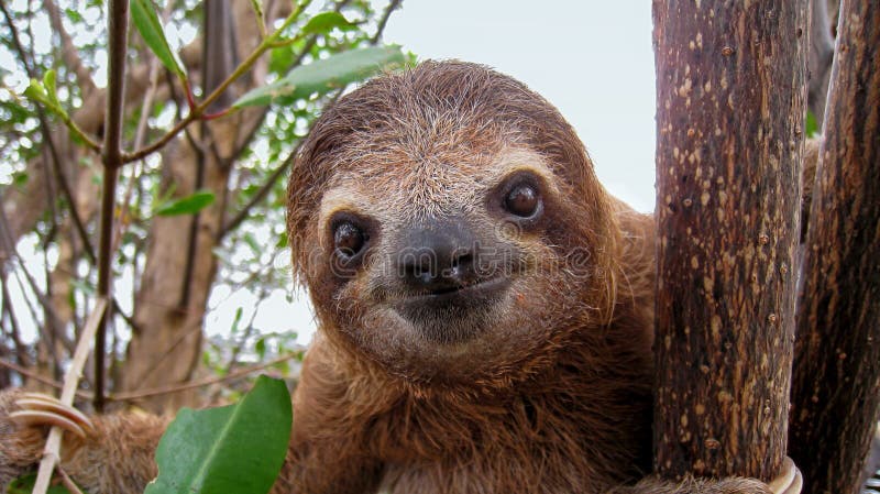 Baby sloth stock photos Baby sloth stock photos