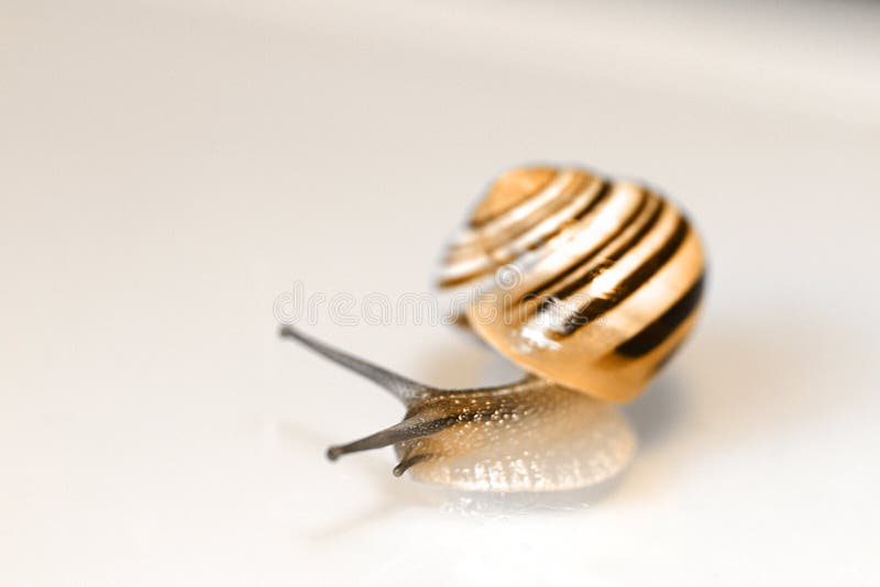 Baby snail stock image. Image of nature, teaching, speed 12848213