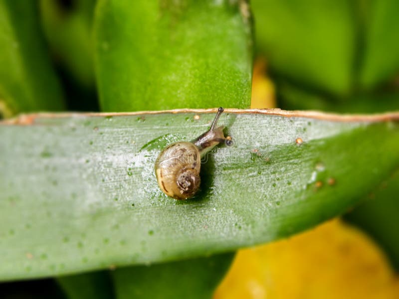 Garden Snail on Flower in the Rain. Stock Photo Image of pests