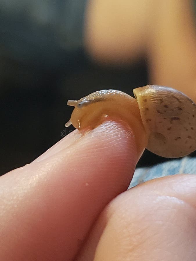 Baby snail stock image. Image of country, snail, outside 33629153