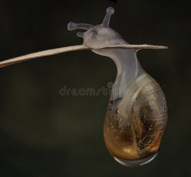 Baby snail stock image. Image of nature, teaching, speed 12848213