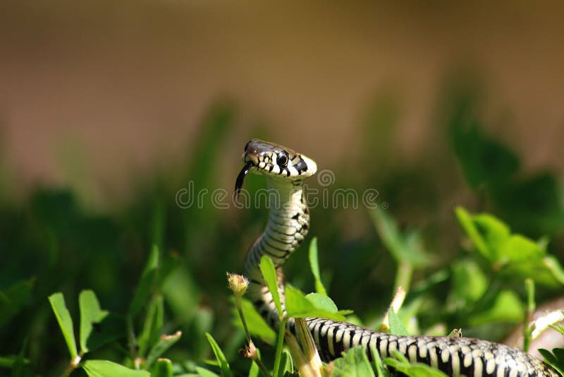 Baby snake