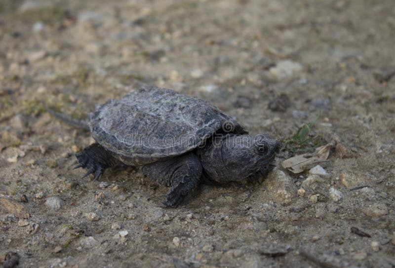 small snapping turtle