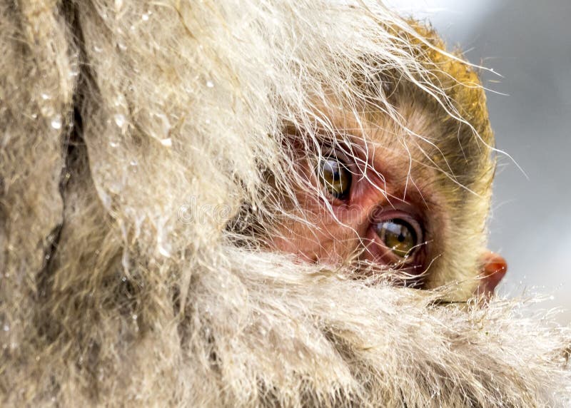 The baby of Snow Monkey royalty free stock photo The baby of Snow Monkey royalty free stock photo