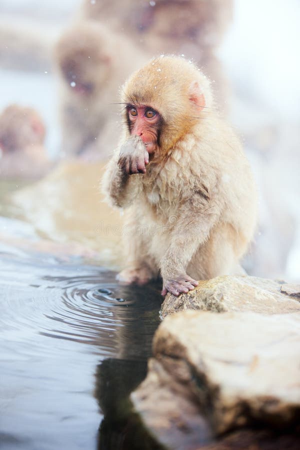 Baby Snow Monkey stock photo Baby Snow Monkey stock photo