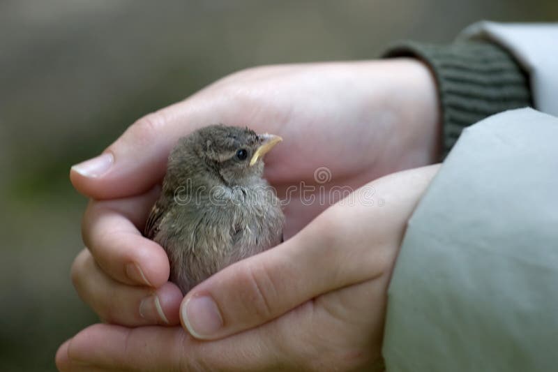 Holding a baby sparrow stock photography