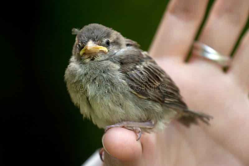 Holding a baby sparrow on your finger royalty free stock photos