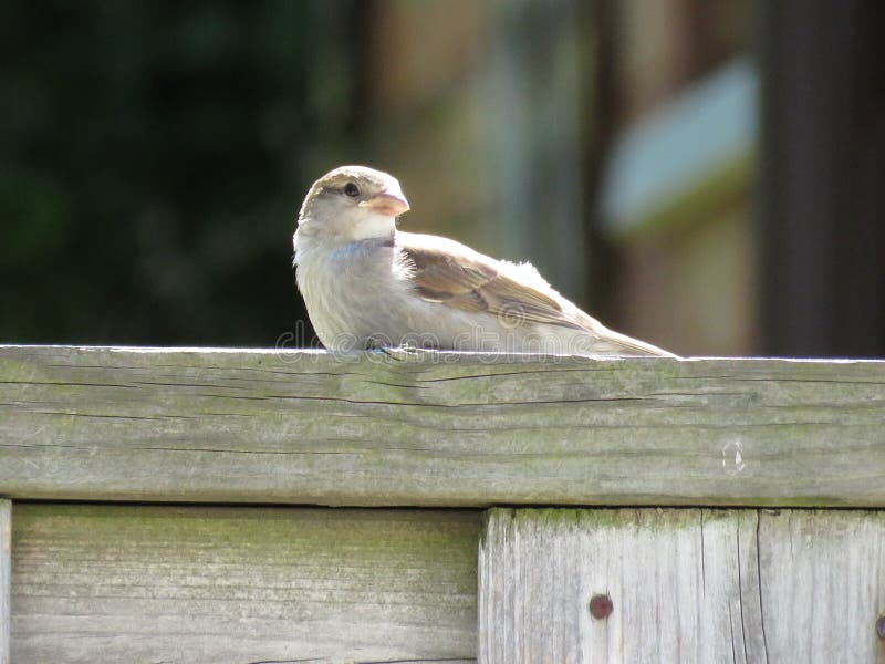 baby sparrow baby sparrow