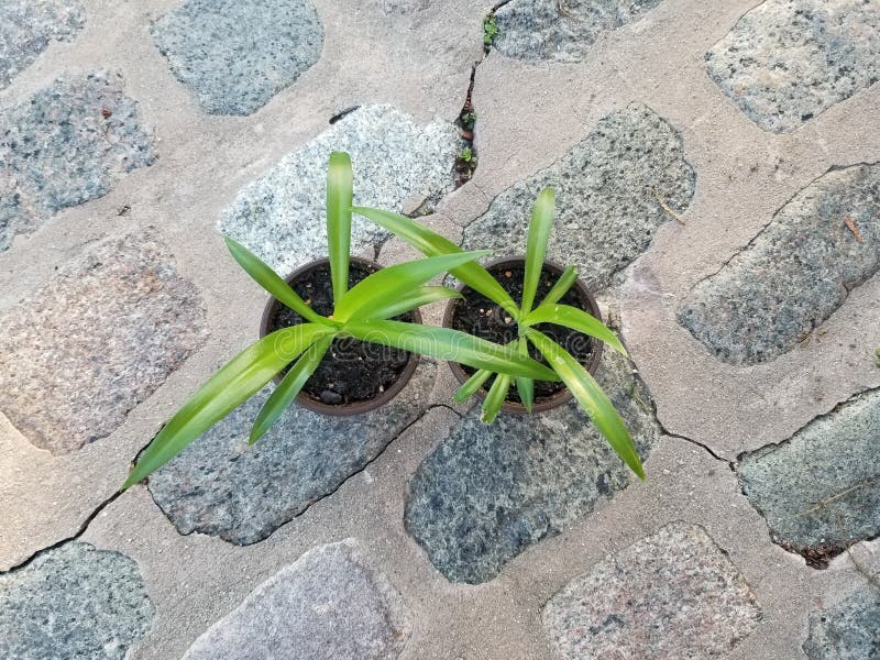 Baby Spider Plants stock photo. Image of plant, flower 246920082
