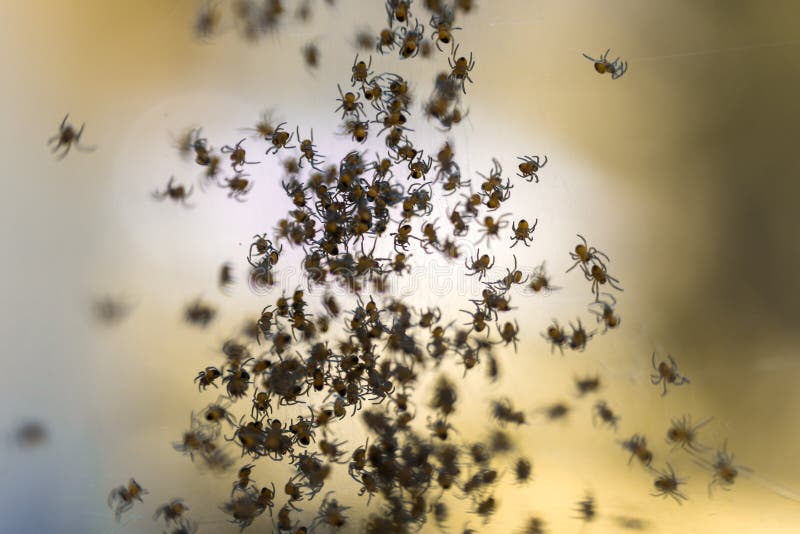 Baby spiders stock photo. Image of hatch, swarm, spider 156866054