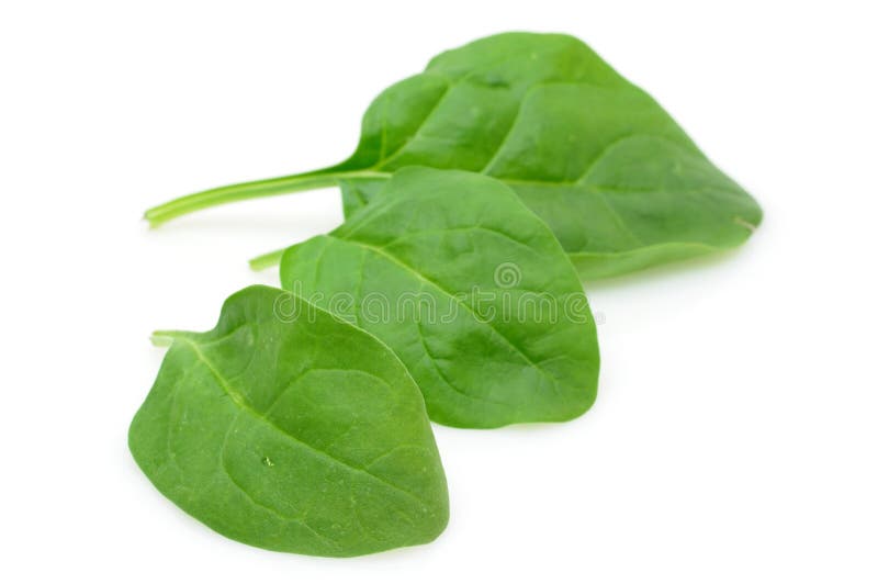 Baby spinach leaves stock photo. Image of vegetable, spinach 7116620
