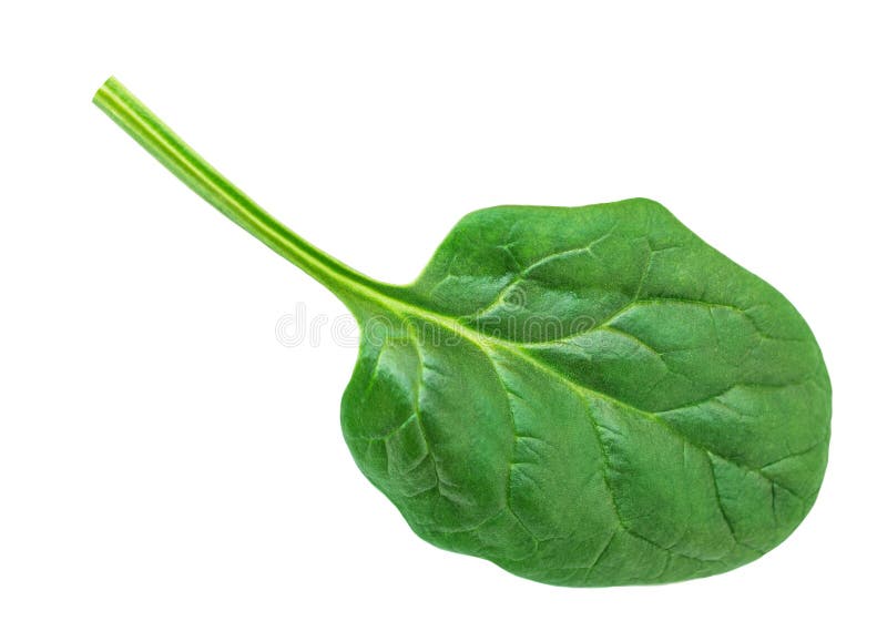 Baby Spinach Leaves Isolated on White Background. Fresh Spinach for