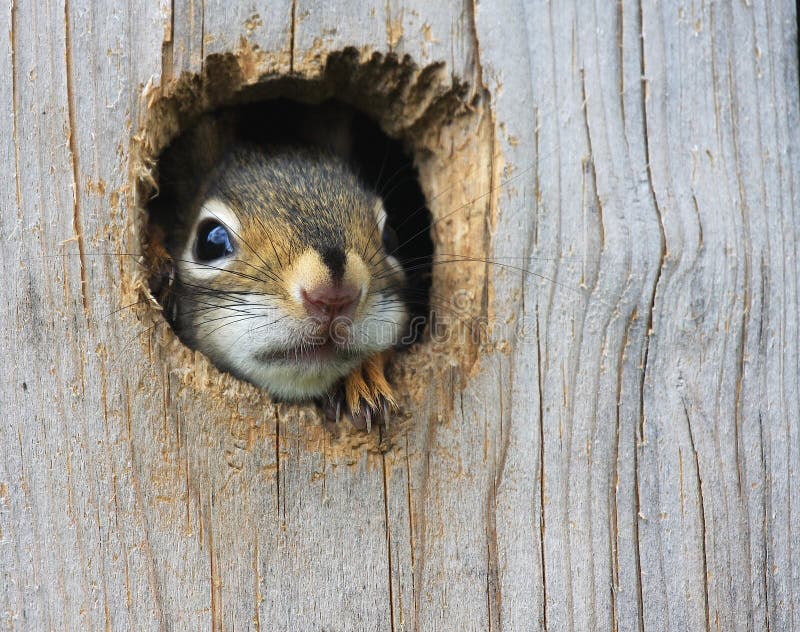 Toto dieťa Americká Červená Veverička (Tamiasciurus hudsonicus) opatrne vykukuje von z otvoru v drevenom hniezdenia box.