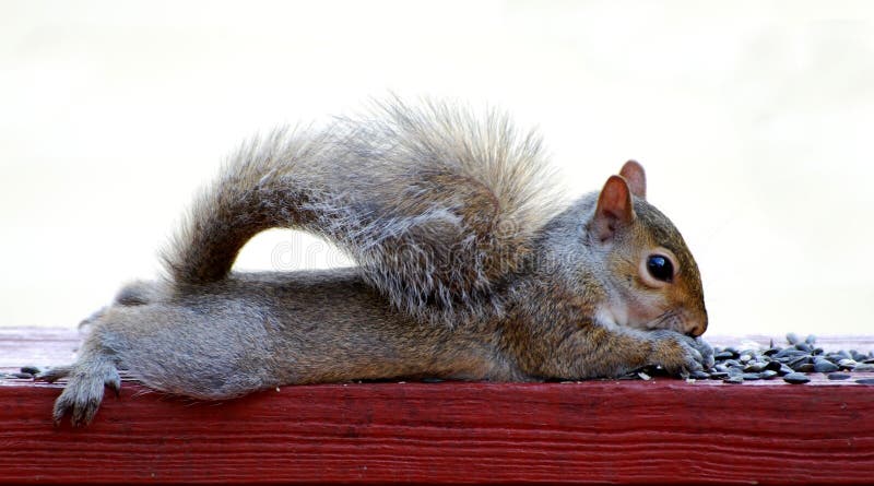 Baby Squirrel