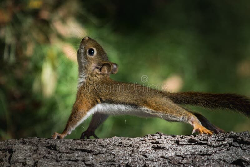 Baby Squirrel Doing Pushups On Tree Stock Image Image of creature, doing 83701981