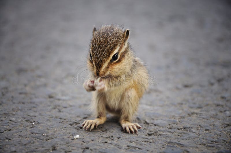 Baby Squirrel Eating royalty free stock photography