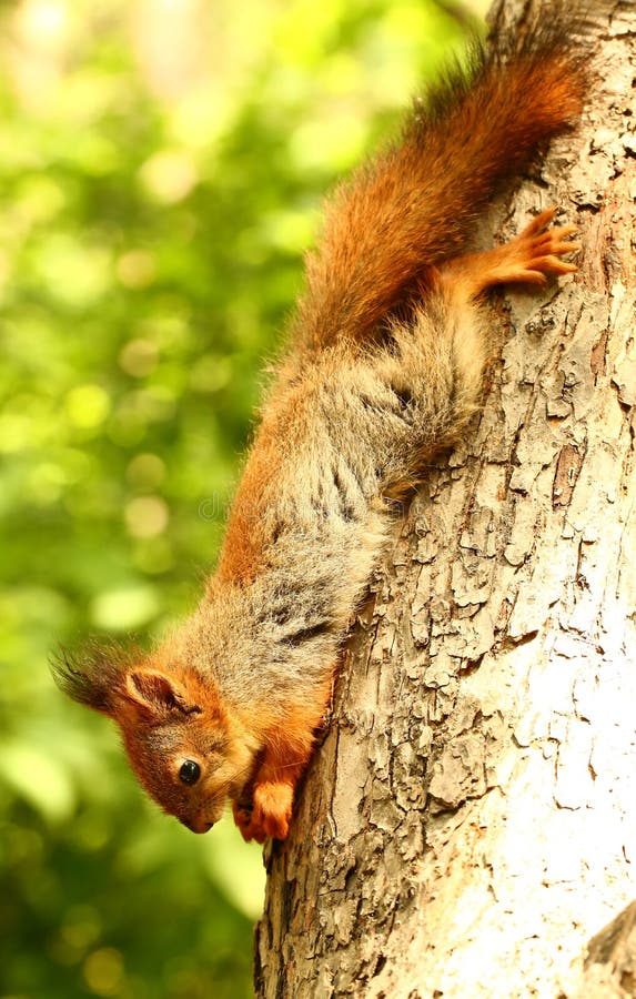 Baby squirrel on a tree stock image. Image of baby, beautiful 55514075