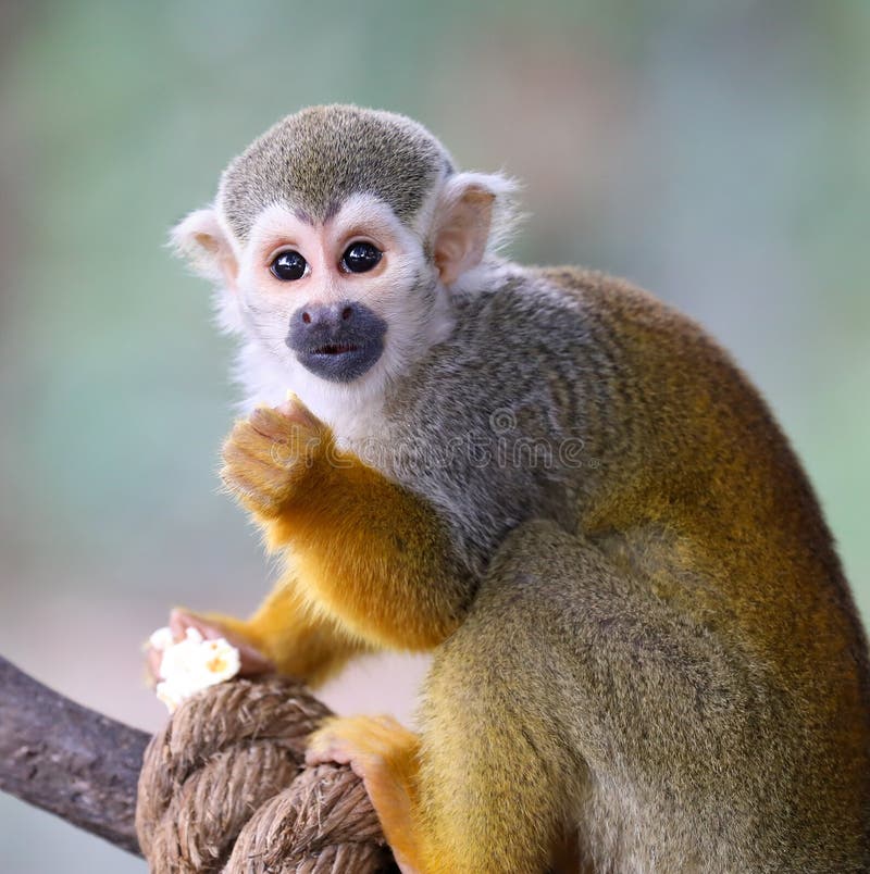 Baby Squirrel Monkey Saimiri Eating Popcorn !