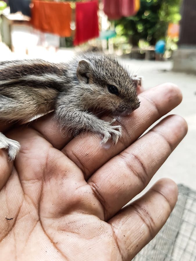 How To Care For A Infant Squirrel / Baby Squirrel Feeding Frenzy