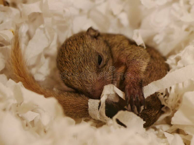 Baby Squirrel stock image. Image of baby, squirrel, sleeping 106812605