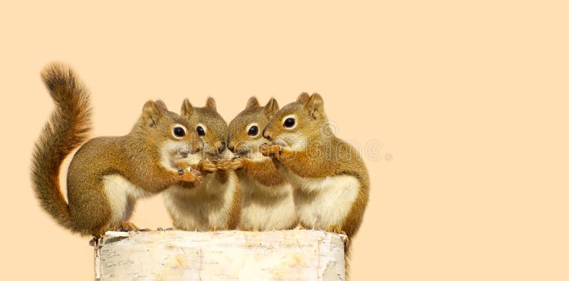 Baby squirrels sharing.