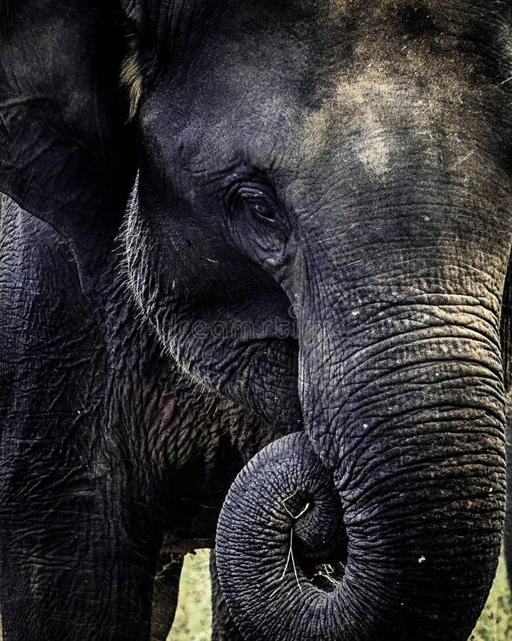 Baby Sri Lankan Elephant eating food royalty free stock images Baby Sri Lankan Elephant eating food royalty free stock images