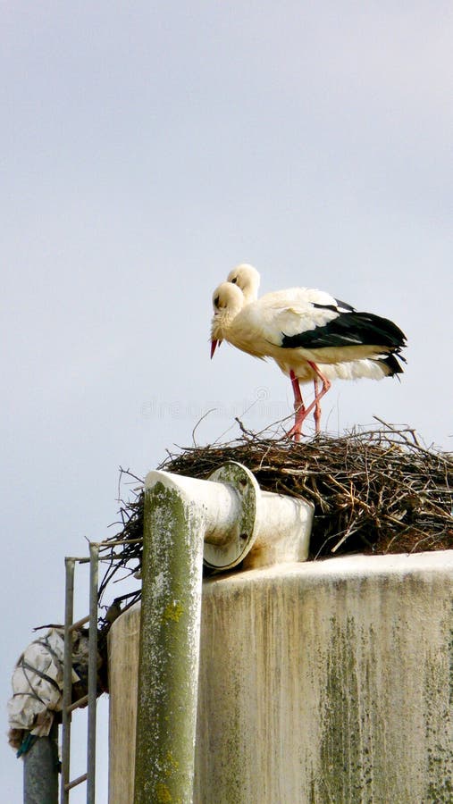 Baby storks