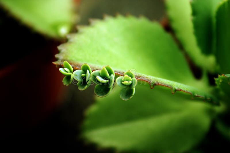 Baby succulents