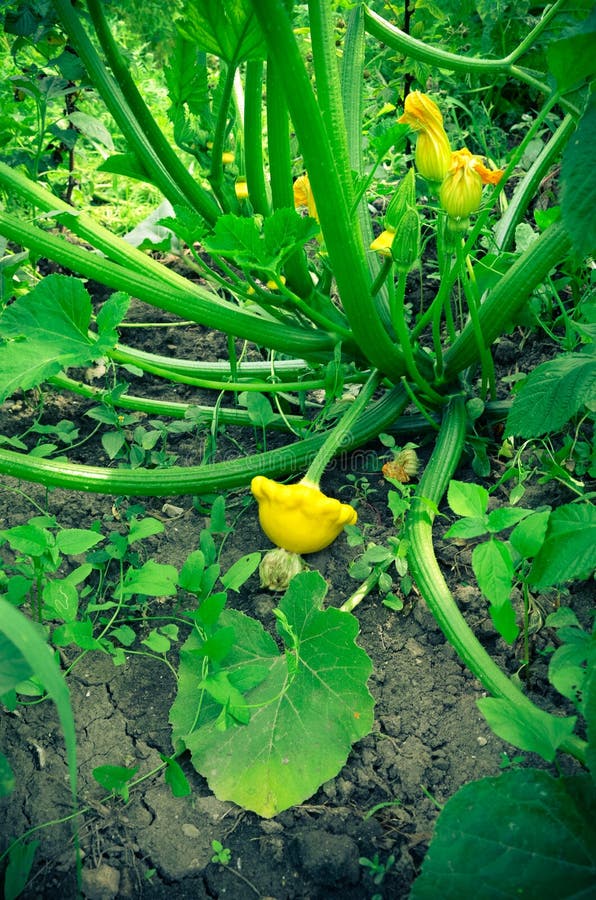 Baby Summer Squash. Patisson Plant Growing in Garden Stock Image