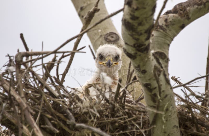 Baby Swainson Hawk