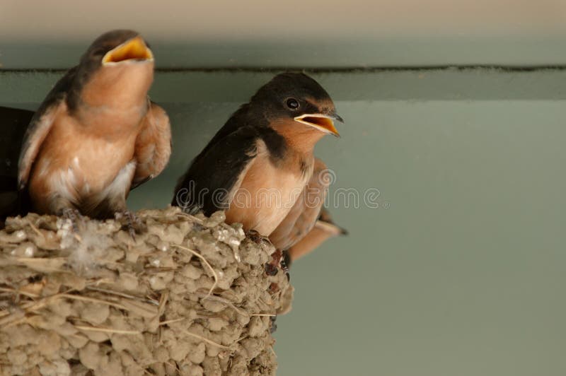 Baby swallows in nest