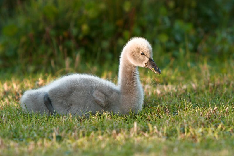 Baby swan sitting in grass stock image. Image of waterbird 24642195