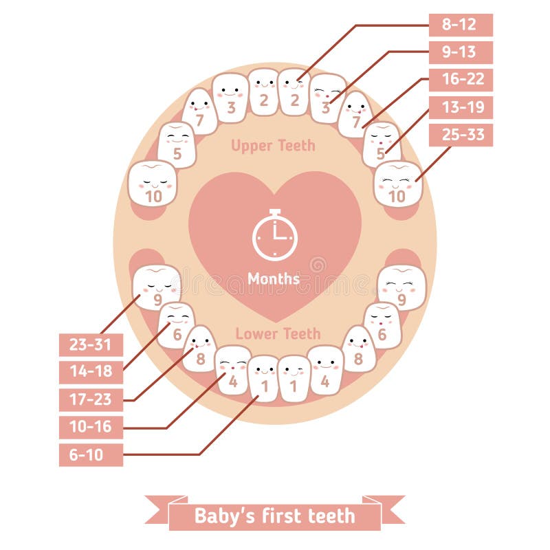 Teeth Names Chart