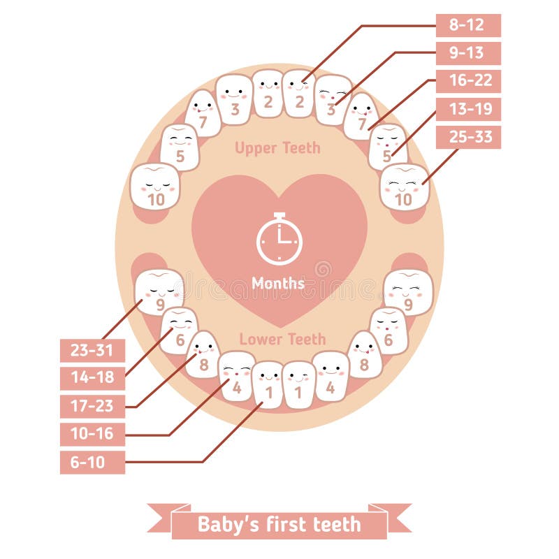 Teething Chart