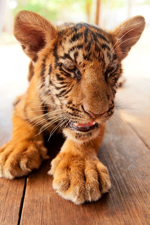 Baby tiger in Thailand