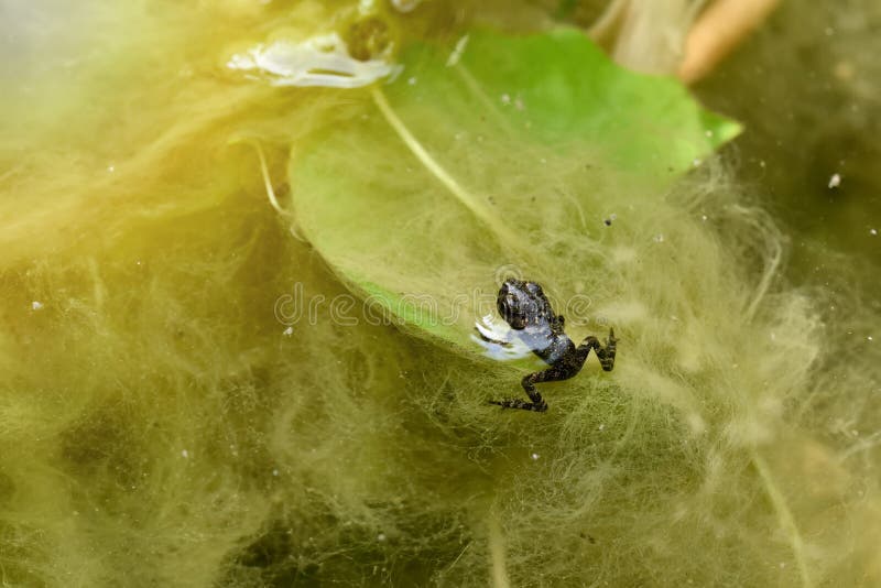 Frog Balance stock image. Image of macro, frond, australia - 299009