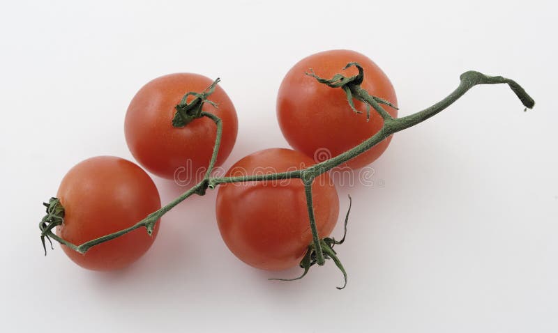 Baby tomatoes on a vine