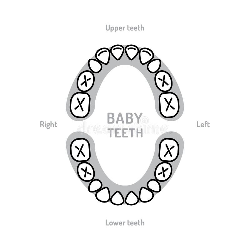 human baby teeth diagram