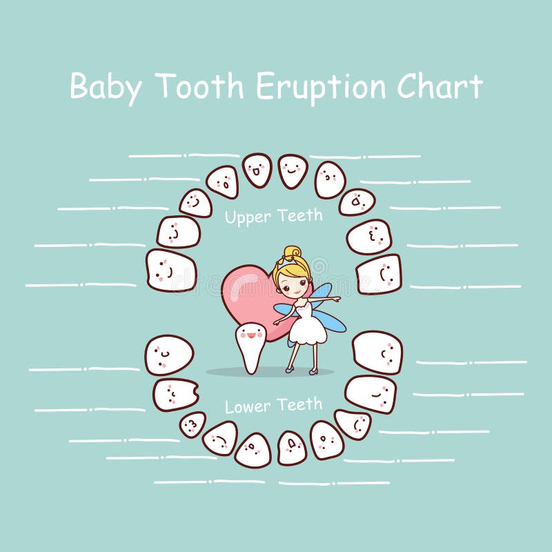 Tooth Exfoliation Chart