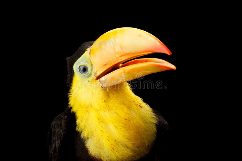 141 Baby Toucan Photos Free Royalty Free Stock Photos From Dreamstime - roblox toucan studios