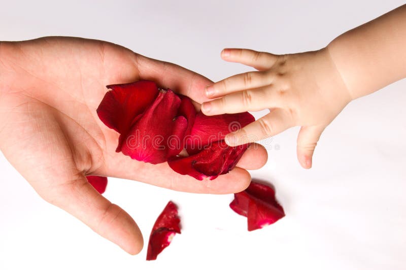 Baby touching rose petals